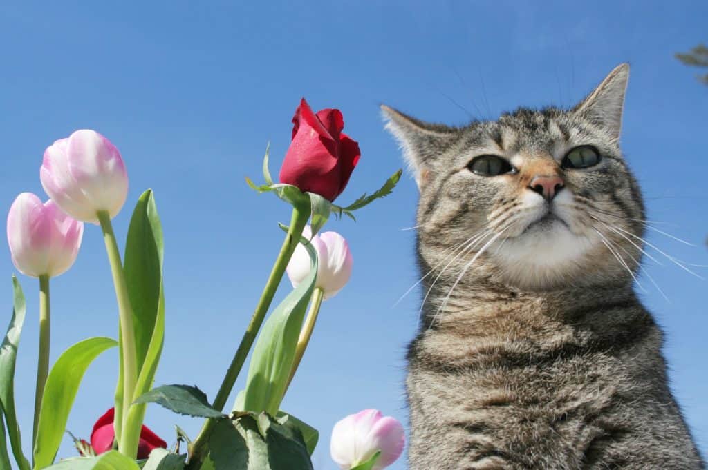 gato con un tulipán