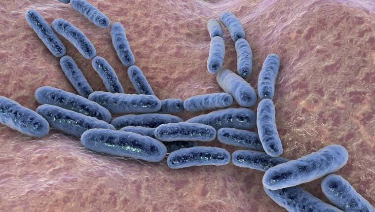 Bacterias Lactobacillus, equipo de ilustración.  Este es el componente principal del microbioma del intestino delgado humano.