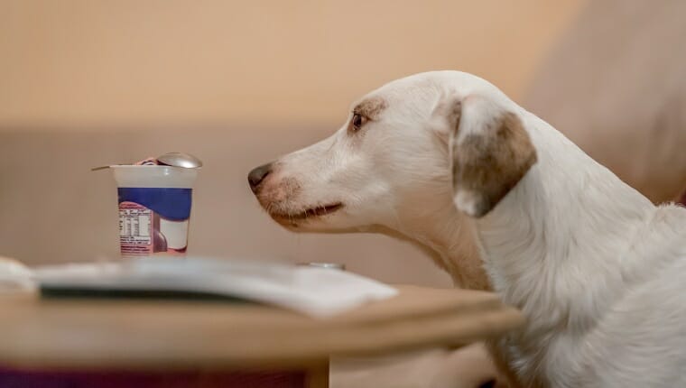 Labrador huele un recipiente de yogur dejado en una mesa en el interior, Erfurt, Alemania