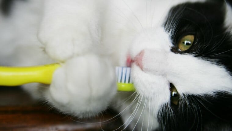 gato con cepillo de dientes
