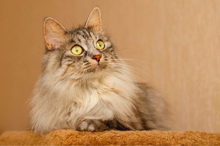 Hermoso gato de ojos verdes con pelaje bronceado