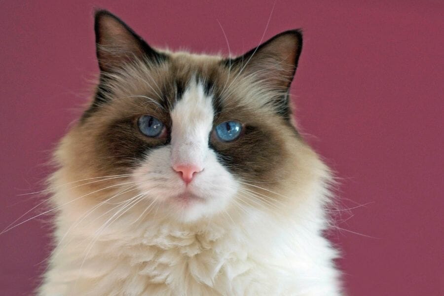 Felino de ojos azules con pelaje largo