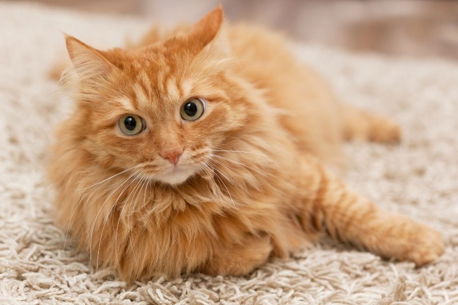 Gato naranja con abrigo largo en la alfombra