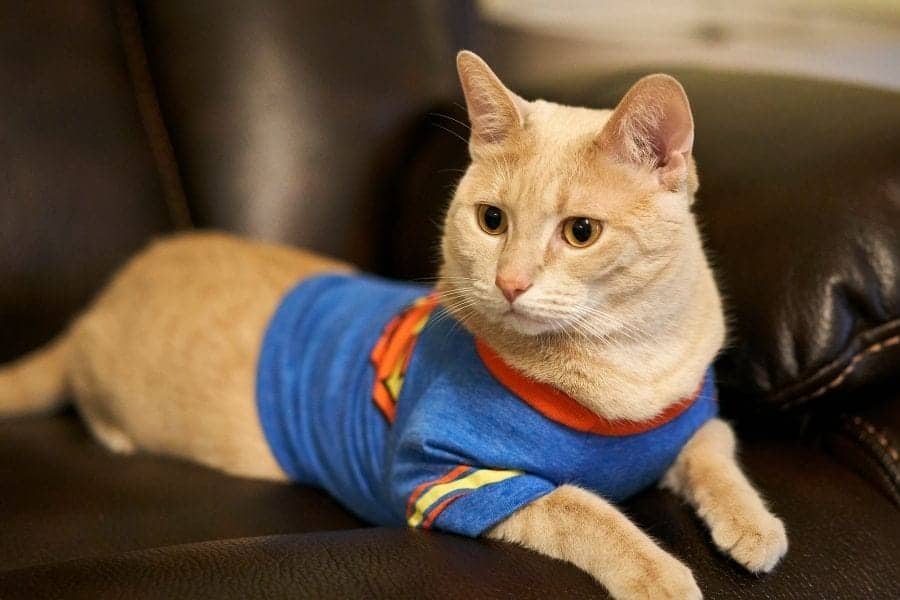 gato con camiseta de superman