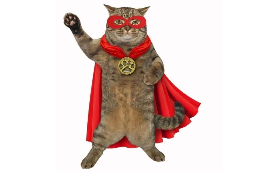 gato disfrazado de super heroe