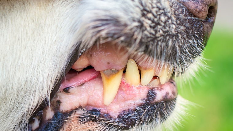 Primer plano de los dientes y colmillos de un perro.  Concepto de comportamiento agresivo de perros y ataques a personas.  Perros domésticos rabiosos cuidan la propiedad privada.  Caries y enfermedades dentales en perros ancianos.  Sonrisa de animales.