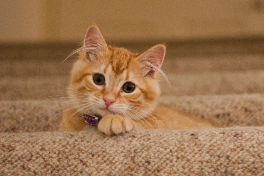 Dulce gato naranja sentado en los escalones