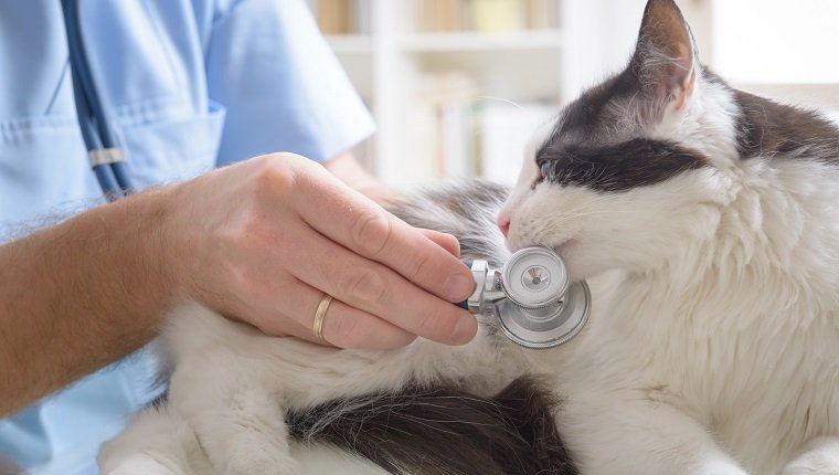 Veterinario examinando a un gato con un estetoscopio