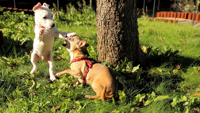 Perros jugando en el campo de hierba