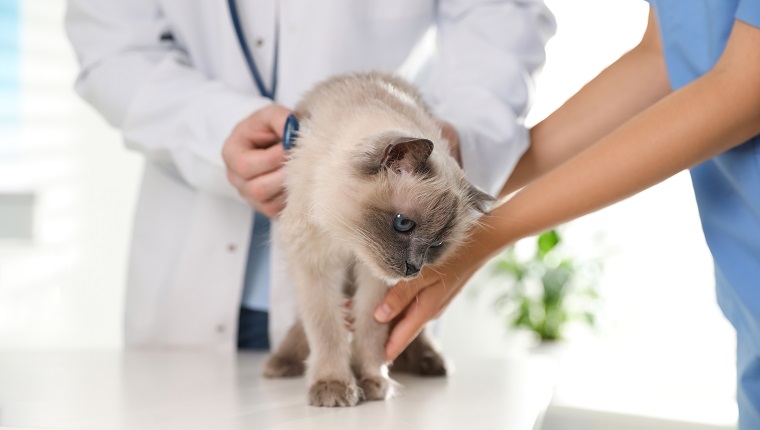 Veterinarios profesionales examinando gato en clínica, primer plano
