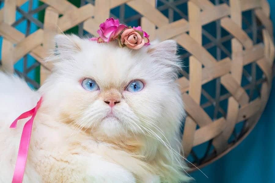 gato con flores en el pelo