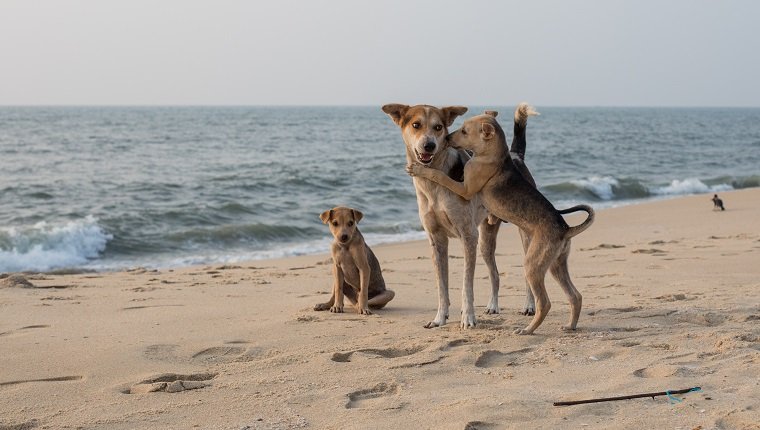 Perros jugando en la playa de Kerala.
