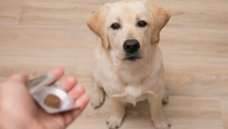 Hombre veterinario dando pastillas a un perro obediente.  medicina veterinaria, mascotas, animales, concepto de salud.