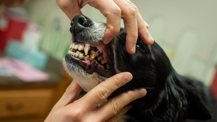 A un Border Collie le revisan los dientes en el veterinario.  Los dientes del perro no están en buenas condiciones.