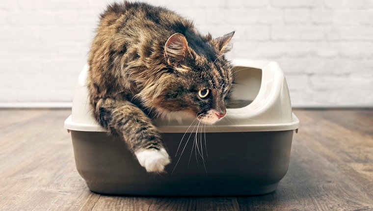 Coccidios en gatos sintomas causas y tratamientos