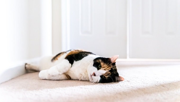 Colapso de la traquea traquea en gatos sintomas causas y