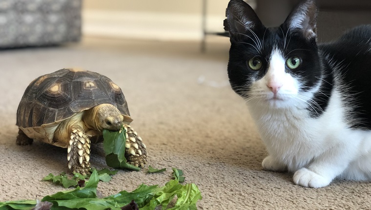 Una tortuga sulcata (tortuga africana) almorzando mientras su amigo gato observa.