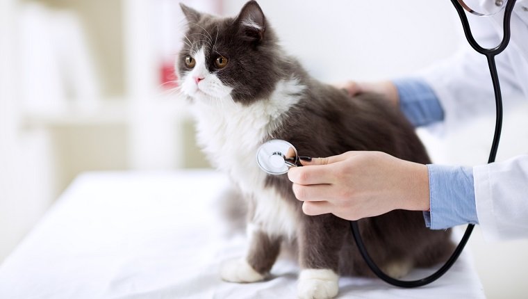 Edema no cardiogenico en gatos sintomas causas y tratamientos