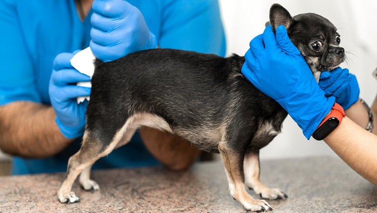 Los veterinarios limpian las glándulas paraanales de un perro en una clínica veterinaria.  Un procedimiento necesario para la salud de los perros.  Clínica de cuidado de mascotas.