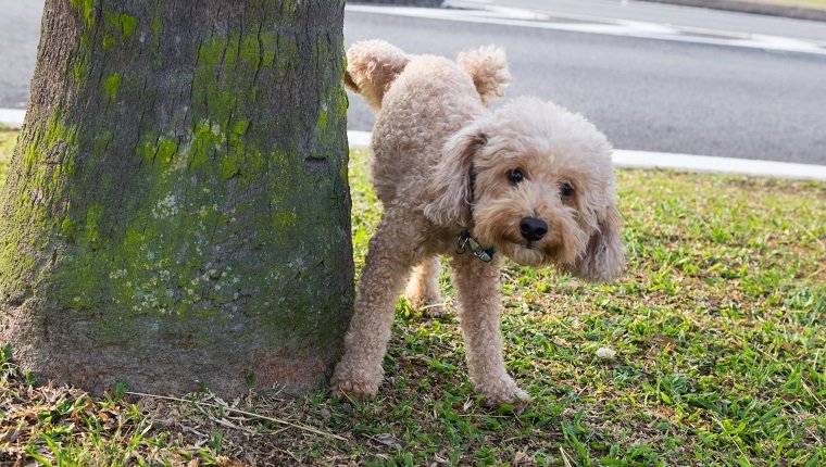 Caniche macho orinando en el tronco del árbol para marcar el territorio en el parque público