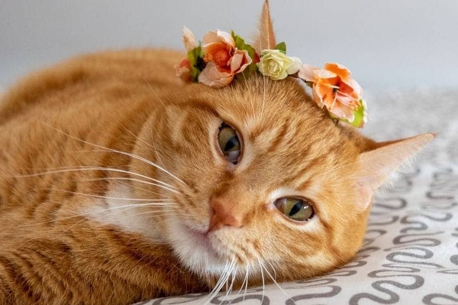 Nombres de gatos de flores - gato naranja