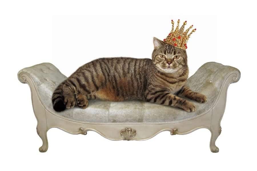 Nombres de gatos reales - gato con corona