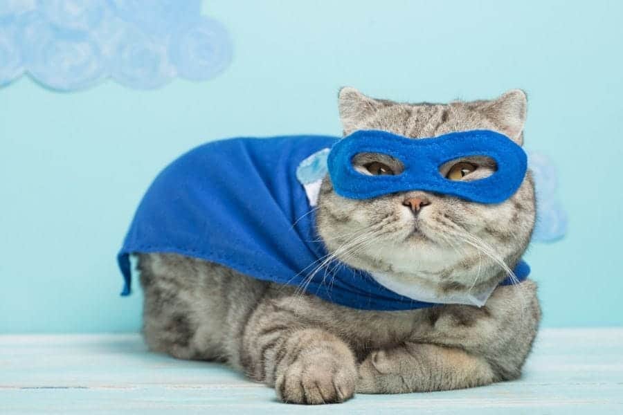 Nombres de gatos superhéroes - gato con máscara azul