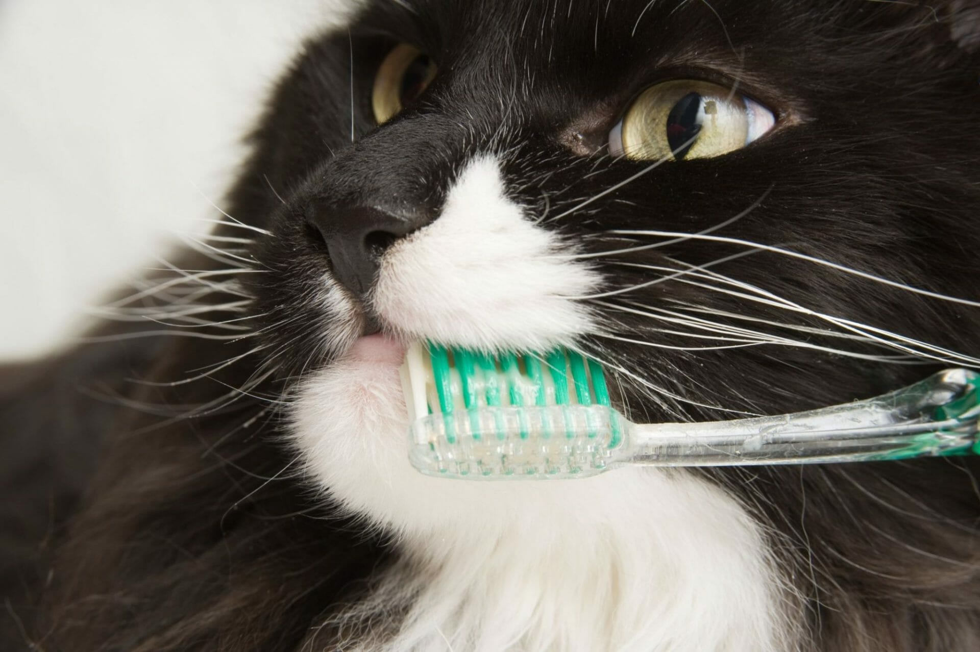 Salud dental del gato.