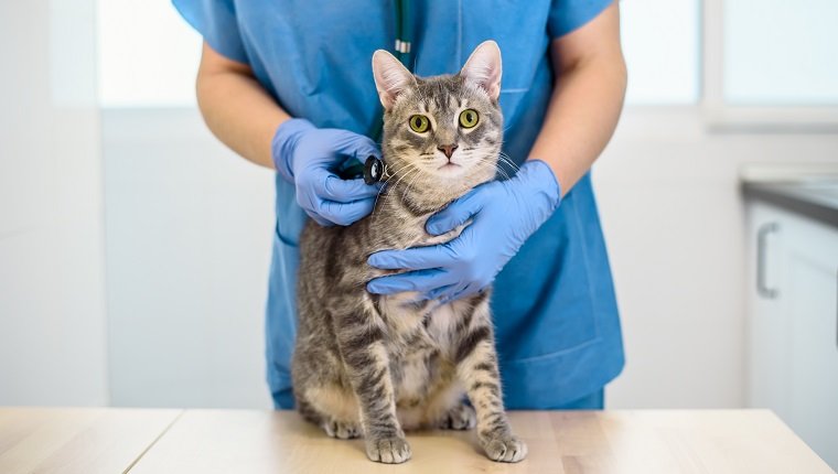 La doctora veterinaria está examinando a un gato gris con estetoscopio