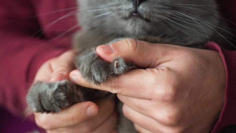 nail disorders cats 1