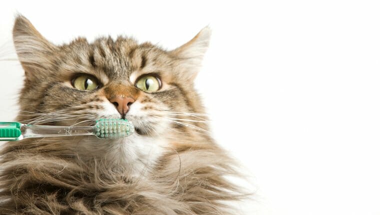 gato cepillandose los dientes