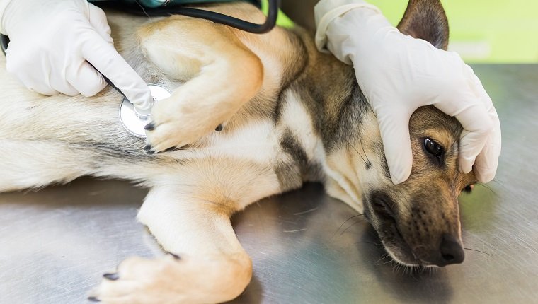 Primer plano de un perro acostado en la mesa del veterinario mientras se realiza un chequeo médico con un estetoscopio