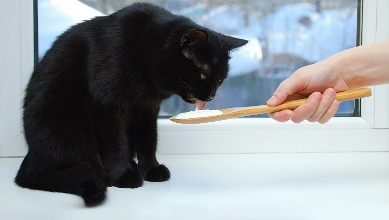 Gato negro sentado en la ventana comiendo crema agria de una cuchara de madera.  De cerca.