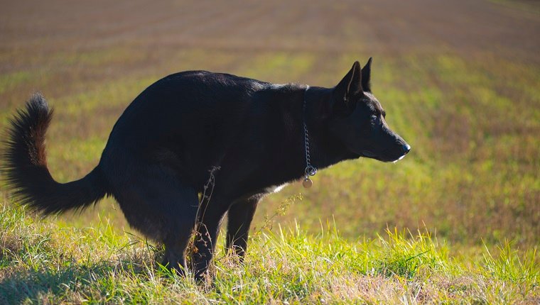 un perro negro mientras hace caca en un campo
