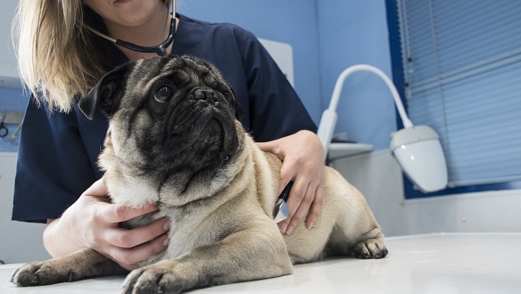 Veterinario revisando un perro con estetoscopio en una clínica veterinaria
