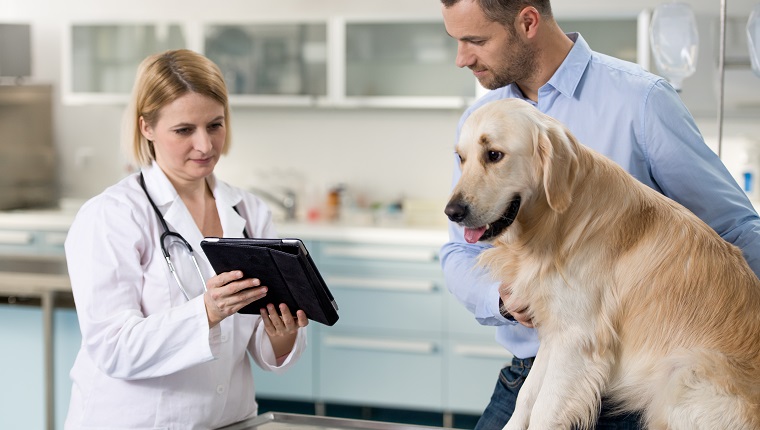 Un veterinario hablando y mostrando al dueño de un perro sobre la salud de la mascota.