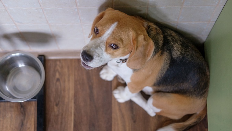 El perro Beagle está triste esperando comida cerca del cuenco vacío.