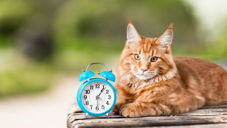Adorable gato rojo con reloj en la mesa