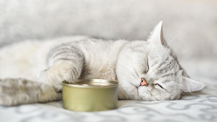 gato gris de pelo corto durmiendo con una lata de comida