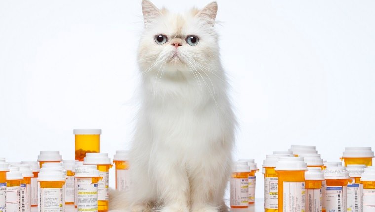 Gato persa sentado con botellas de prescripción
