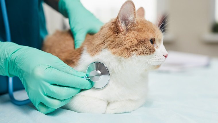 Primer plano de médico en guantes protectores escuchando gato doméstico con estetoscopio durante el examen médico