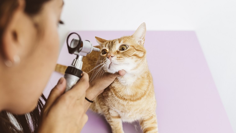 El médico veterinario está haciendo un chequeo de un lindo gato lindo.  Concepto veterinario.