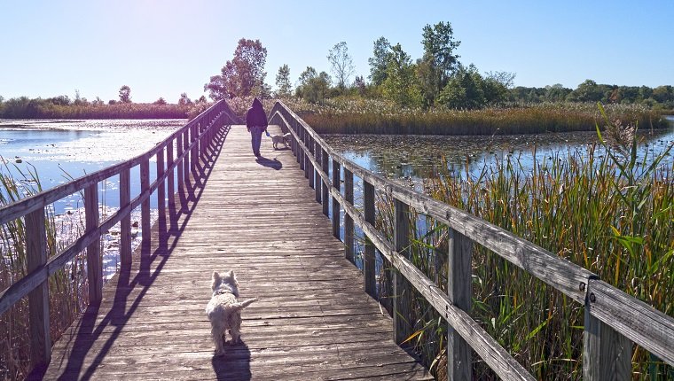 O Crosswinds Marsh em New Boston Michigan.  Tarde de início de outubro com céu azul e brisa fresca.  Caminhando com dois cães West Highland Terrier em uma das pontes de madeira.