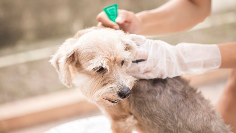 prevenção de carrapatos e pulgas para um cão