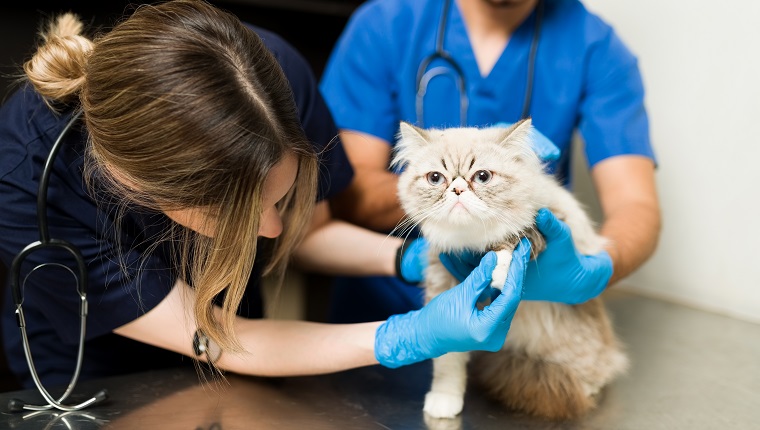 Gato persa esponjoso sentado en la mesa de examen.  Veterinario de mujer y hombre examinando una lesión en la pierna y la pata de un gato blanco