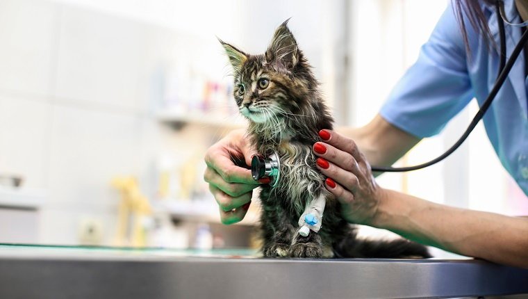Mujer adulta media que trabaja como veterinaria, examinando a un gatito.  Unos 35 años, morena caucásica.