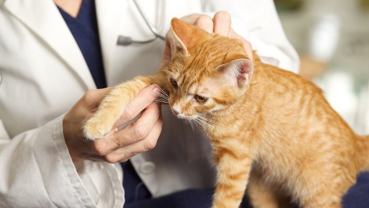 Un primer plano de la mano de un veterinario mientras examina la pierna de un gatito en su sala de examen