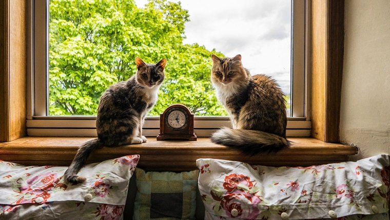 Gatos en el alféizar de la ventana en casa.