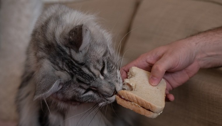 can cats eat mayonnaise 1