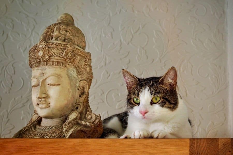 Gato con estatua espiritual
